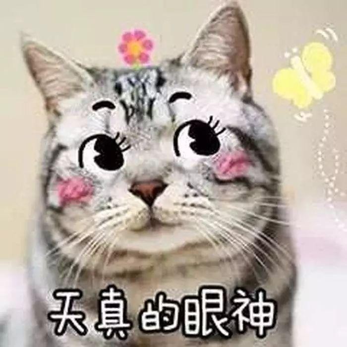 猫咪看你的眼神难以捉摸原因可能它只是色弱加近视