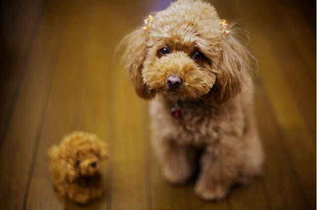 养泰迪犬之后，要一直遭受这些“委屈”，真的扎心