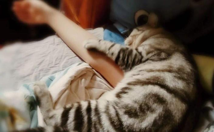 养猫后总被说教：猫咪睡在主人床上不利健康个中好坏如何辨别