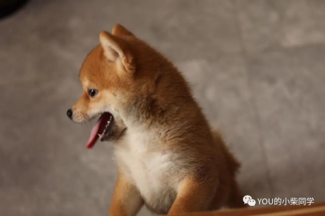 购买柴犬到底要多少钱？决定柴犬价格的因素