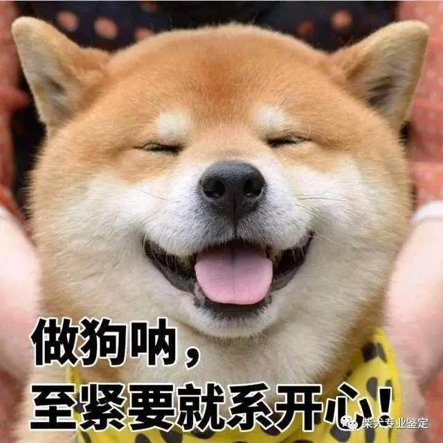 一个月养柴犬要多少钱？铲子一定要看