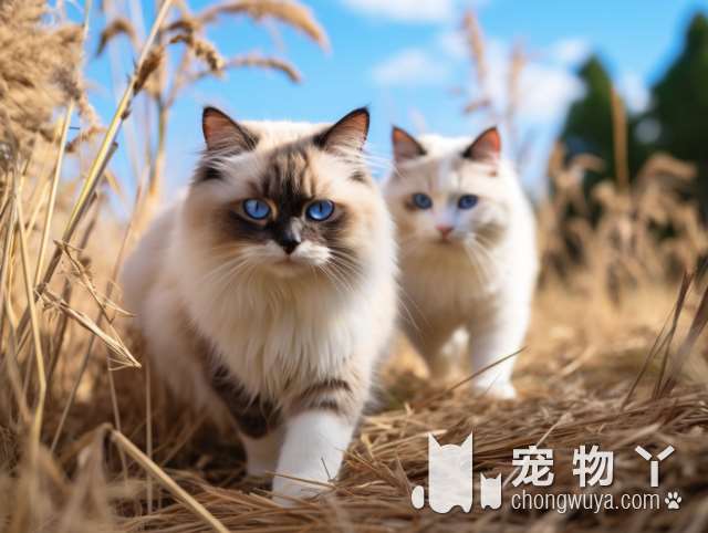 暹罗猫与蓝猫哪个更易养？