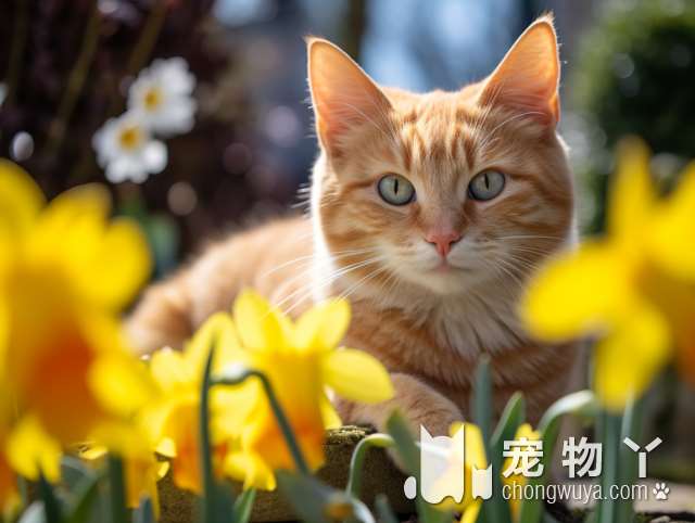 狸花猫有什么特征？